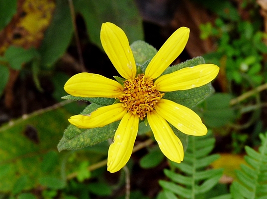 {Helianthus divaricatus}